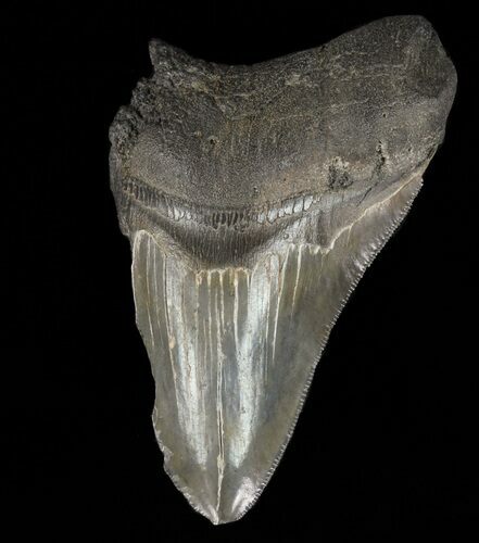 Partial, Megalodon Tooth - Serrated Blade #61665